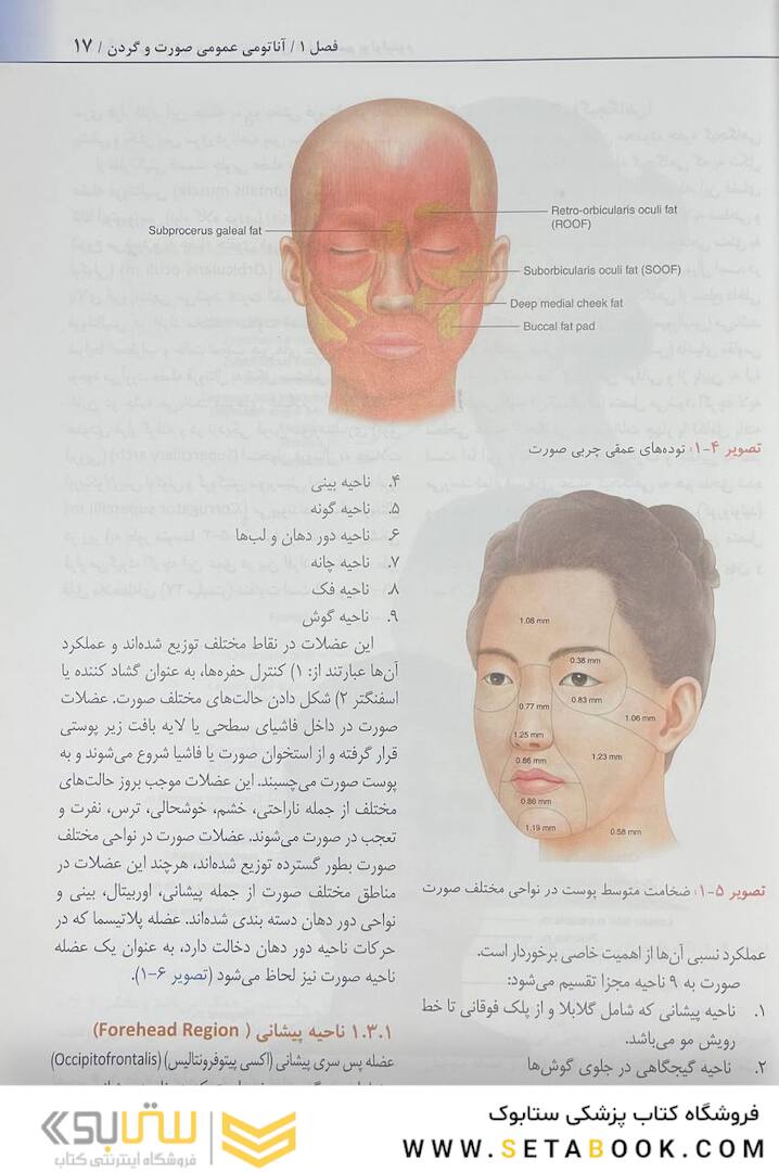 راهنمای کاربردی آناتومی بالینی صورت در تزریق فیلر و سم بوتولینوم
