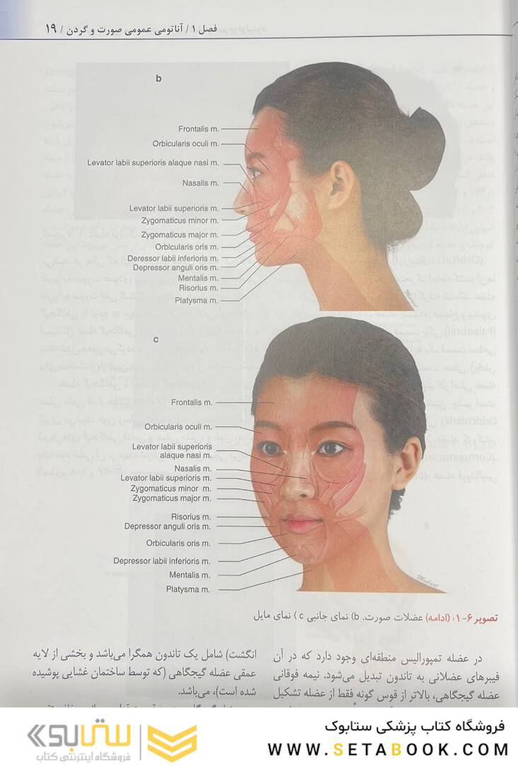 راهنمای کاربردی آناتومی بالینی صورت در تزریق فیلر و سم بوتولینوم