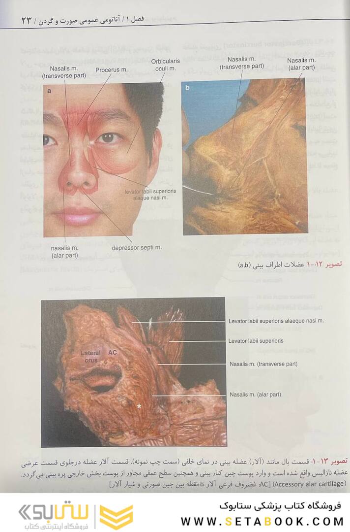 راهنمای کاربردی آناتومی بالینی صورت در تزریق فیلر و سم بوتولینوم