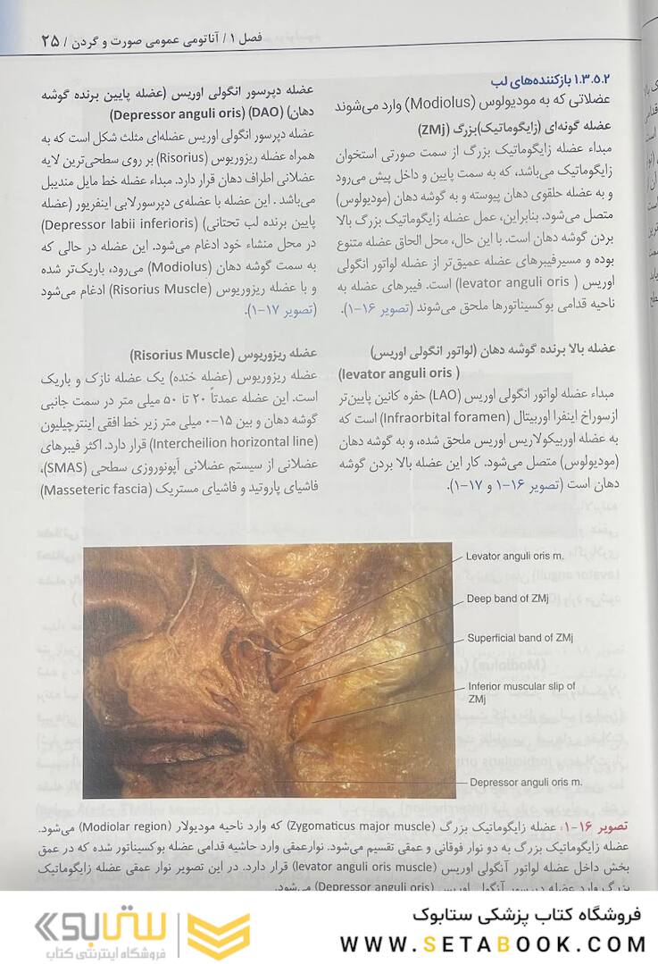 راهنمای کاربردی آناتومی بالینی صورت در تزریق فیلر و سم بوتولینوم