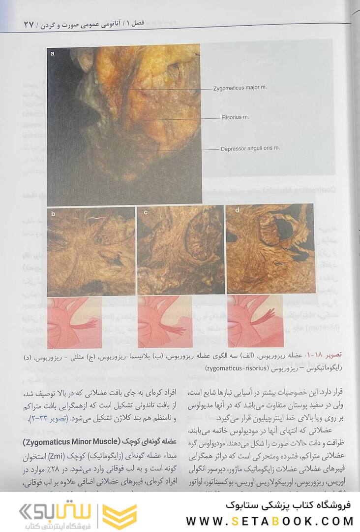 راهنمای کاربردی آناتومی بالینی صورت در تزریق فیلر و سم بوتولینوم