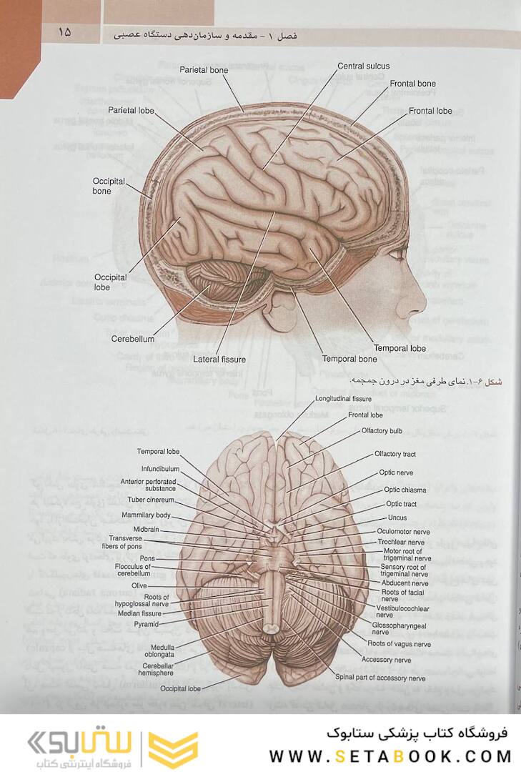 راهنمای کاربردی آناتومی بالینی صورت در تزریق فیلر و سم بوتولینوم