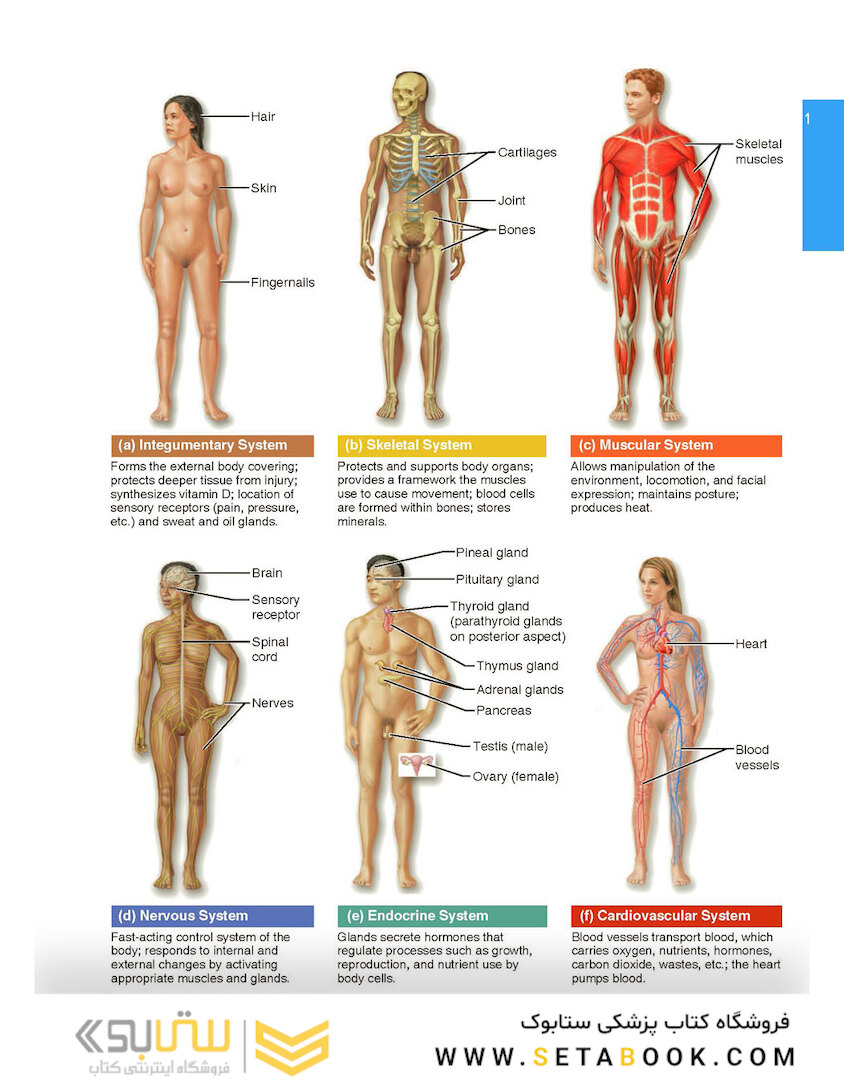Essentials of Human Anatomy - Physiology plus Pearson Mastering Anatomy - Physiology with Pearson eText, Global Edition 12th Edición