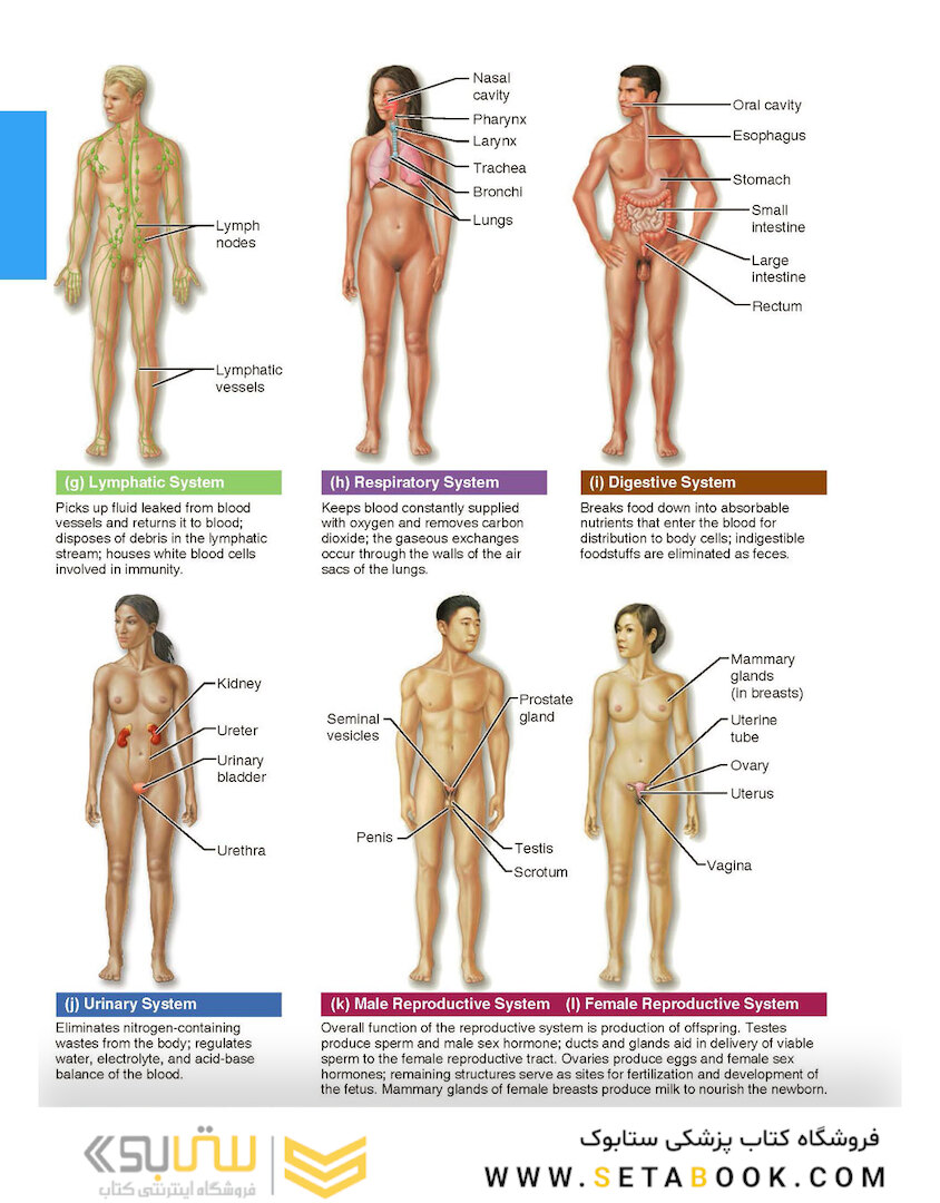 Essentials of Human Anatomy - Physiology plus Pearson Mastering Anatomy - Physiology with Pearson eText, Global Edition 12th Edición