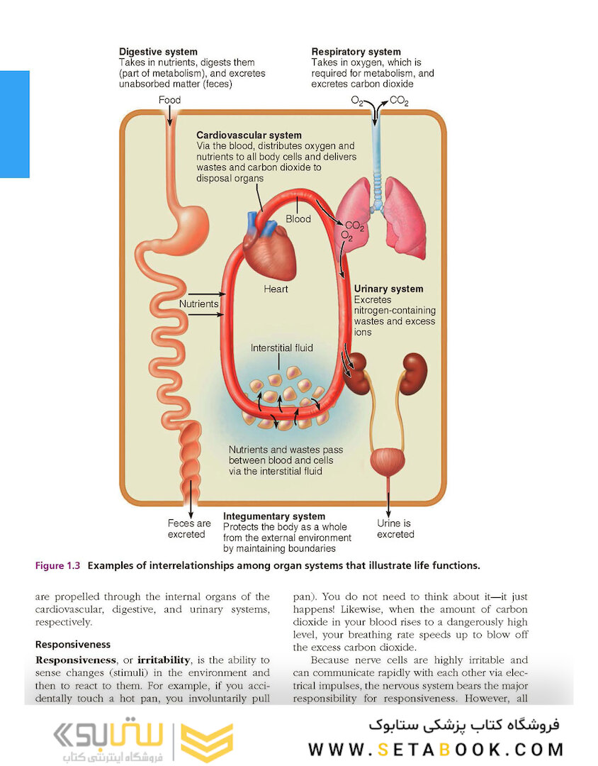 Essentials of Human Anatomy - Physiology plus Pearson Mastering Anatomy - Physiology with Pearson eText, Global Edition 12th Edición