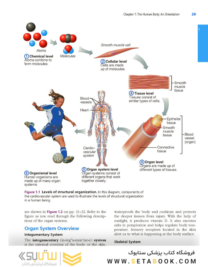 Essentials of Human Anatomy - Physiology plus Pearson Mastering Anatomy - Physiology with Pearson eText, Global Edition 12th Edición