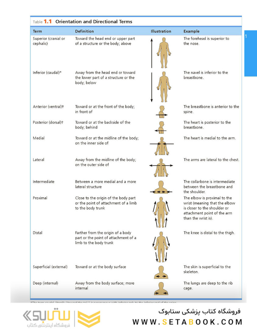 Essentials of Human Anatomy - Physiology plus Pearson Mastering Anatomy - Physiology with Pearson eText, Global Edition 12th Edición