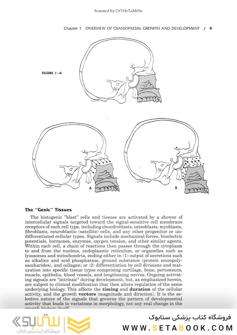 Essentials of Facial Growth