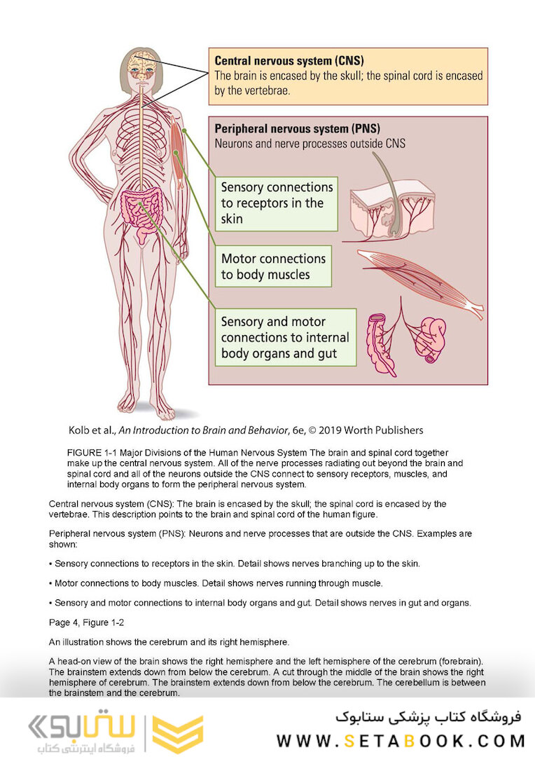 An Introduction to Brain and Behavior Sixth Edicion