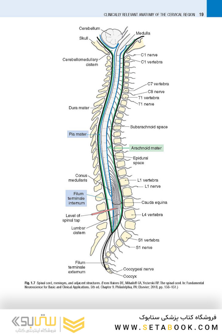 Spine Secrets 3rd Edición