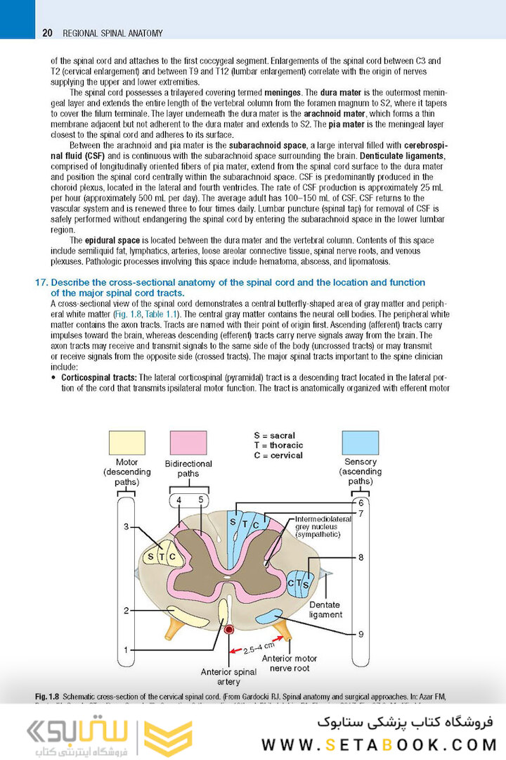 Spine Secrets 3rd Edición