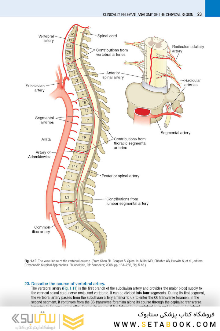 Spine Secrets 3rd Edición
