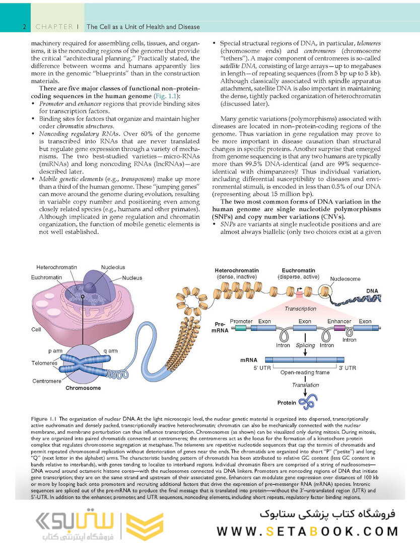 Robbins - Cotran Pathologic Basis of Disease (Robbins Pathology) 10th Edition