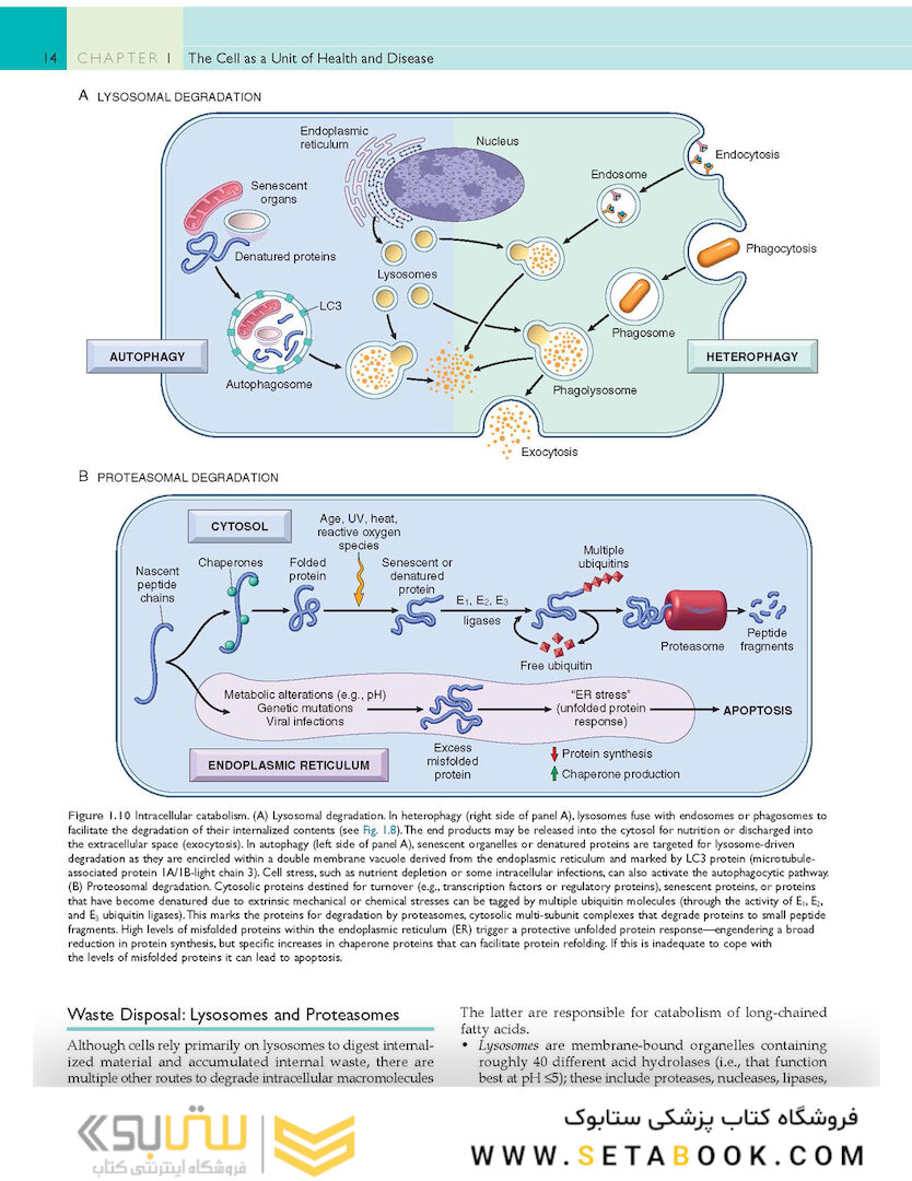 Robbins - Cotran Pathologic Basis of Disease (Robbins Pathology) 10th Edition