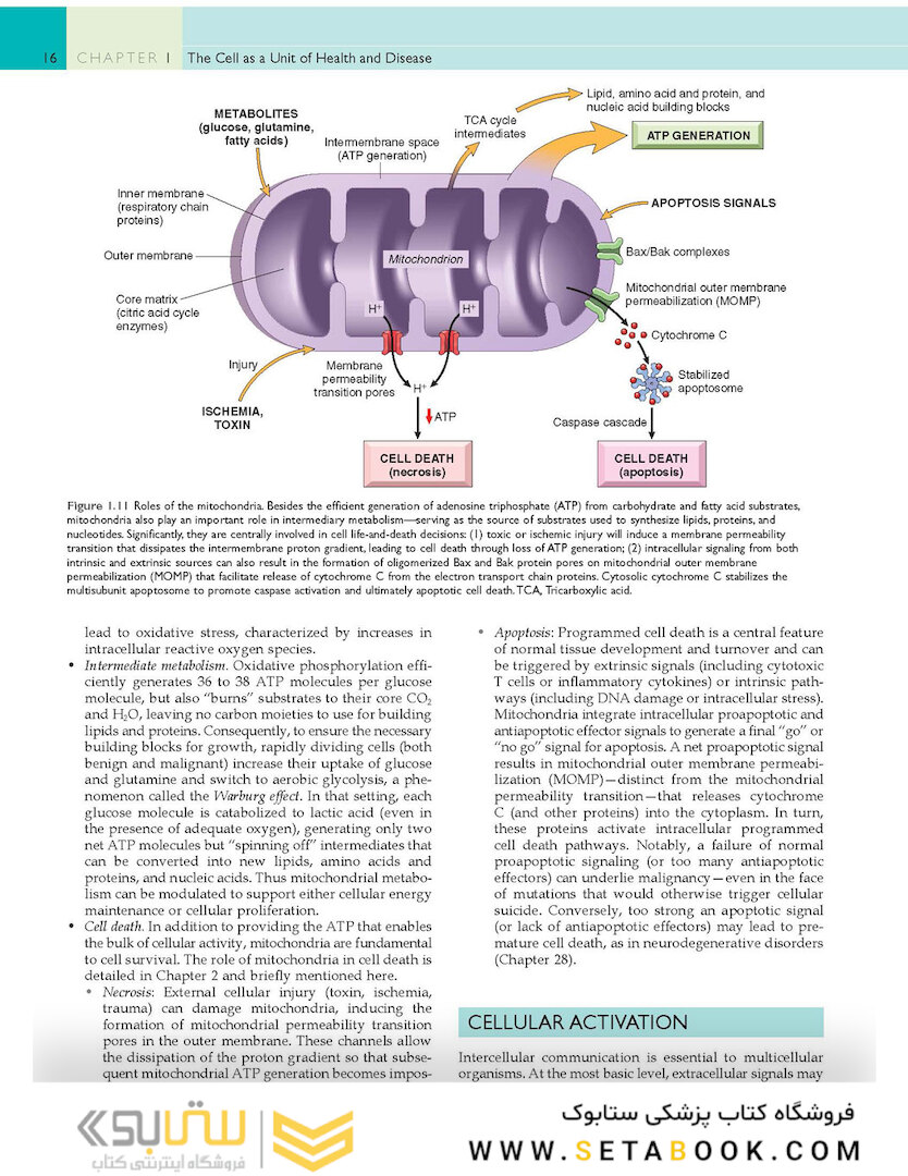 Robbins - Cotran Pathologic Basis of Disease (Robbins Pathology) 10th Edition