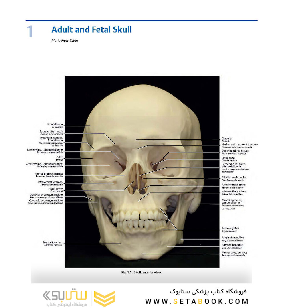 Rhoton’s Atlas of Head, Neck, and Brain