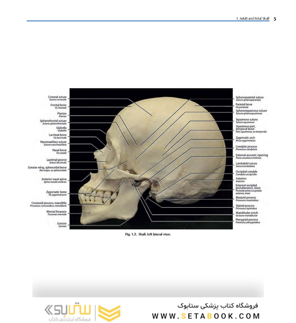 Rhoton’s Atlas of Head, Neck, and Brain