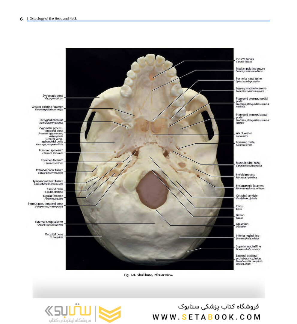 Rhoton’s Atlas of Head, Neck, and Brain