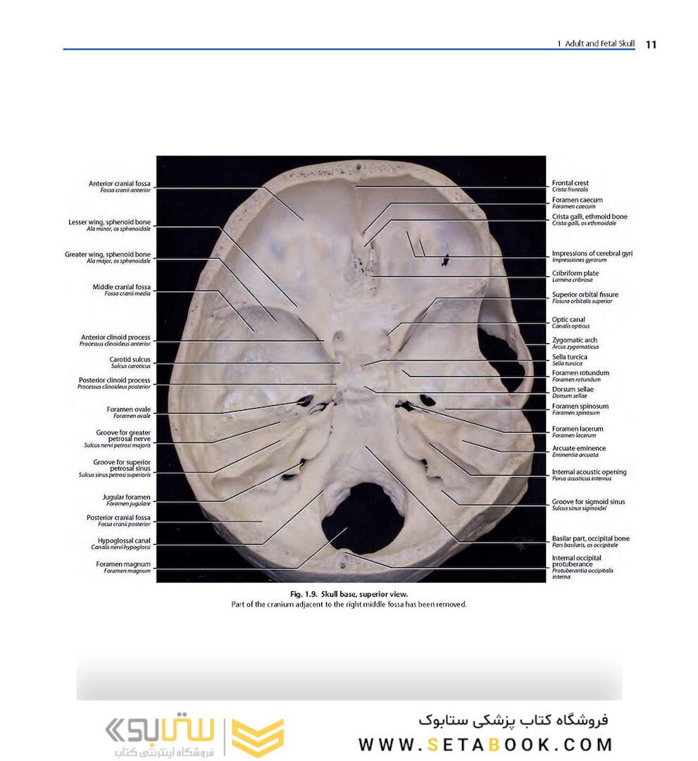 Rhoton’s Atlas of Head, Neck, and Brain
