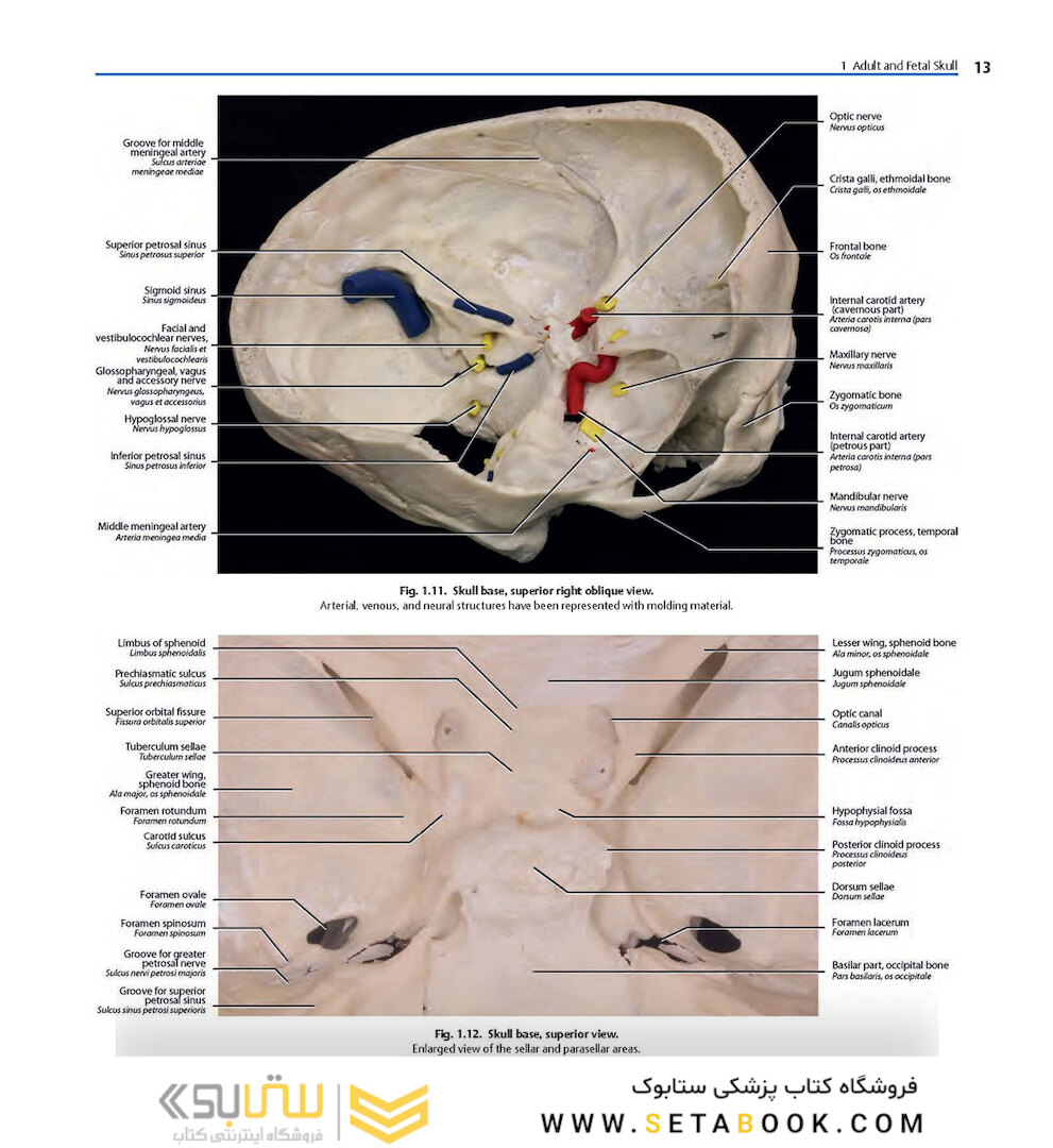 Rhoton’s Atlas of Head, Neck, and Brain