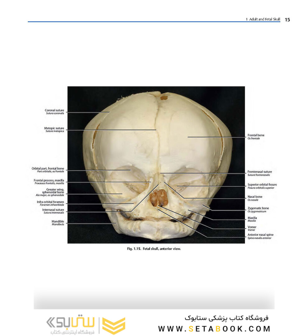 Rhoton’s Atlas of Head, Neck, and Brain
