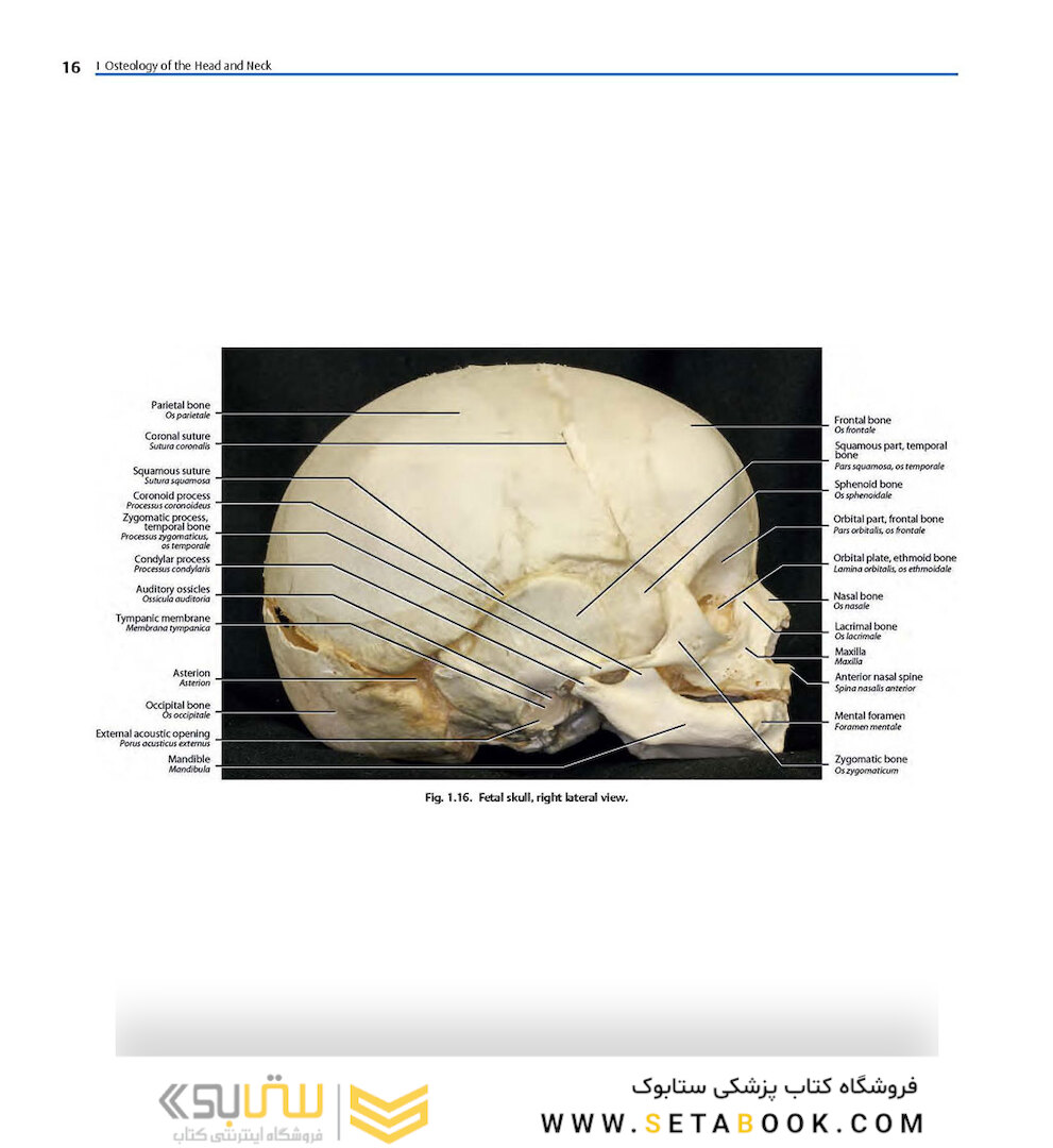 Rhoton’s Atlas of Head, Neck, and Brain