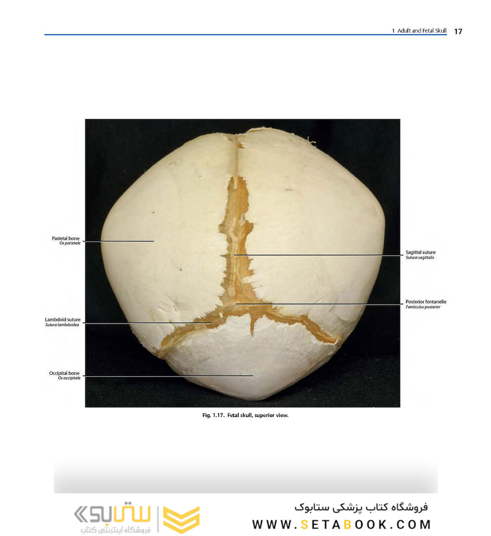 Rhoton’s Atlas of Head, Neck, and Brain
