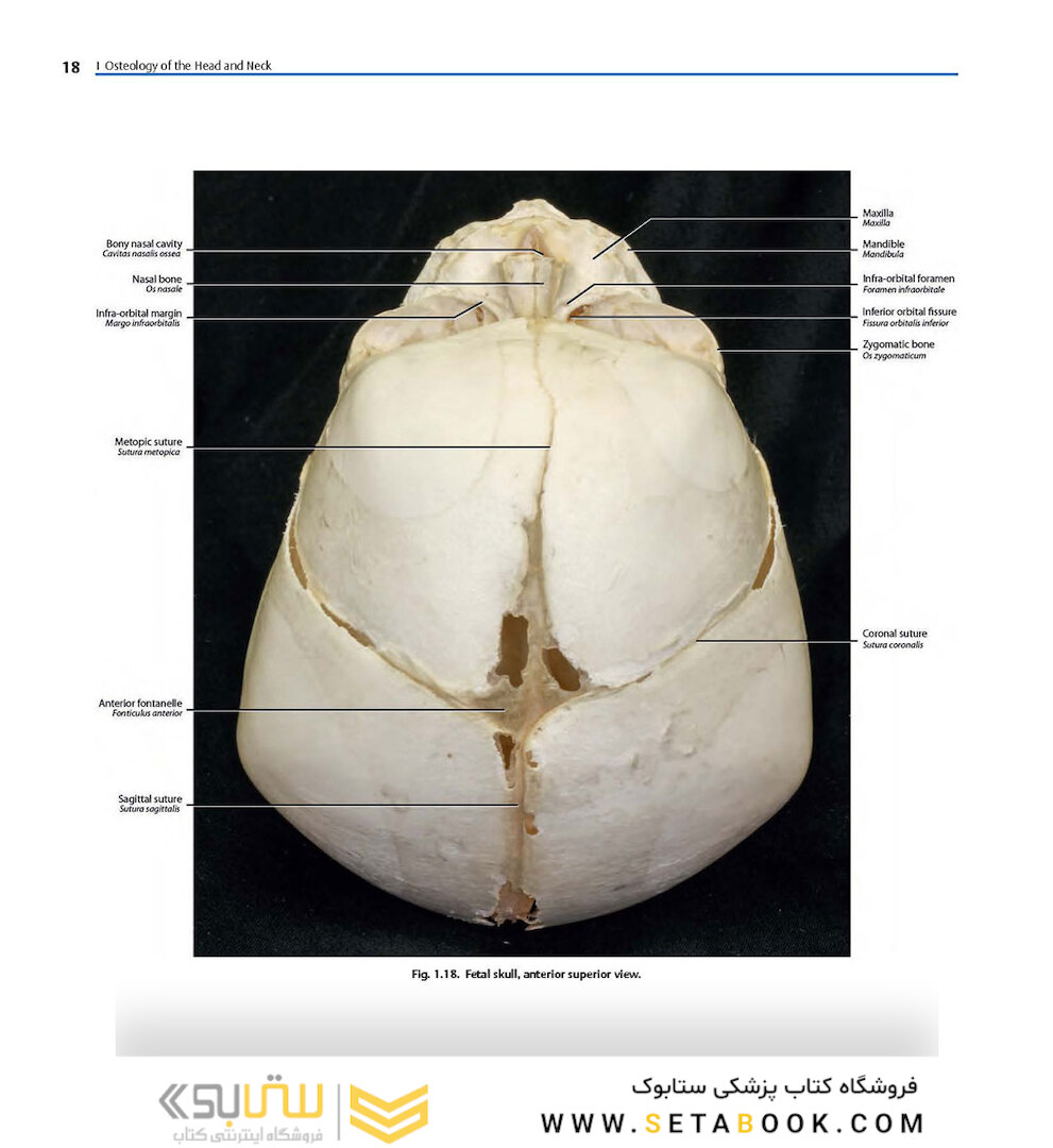 Rhoton’s Atlas of Head, Neck, and Brain