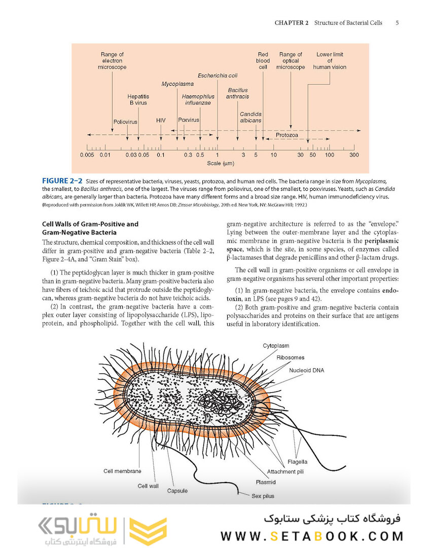 Review of Medical Microbiology and Immunology, Seventeenth Edition 17th Edicion