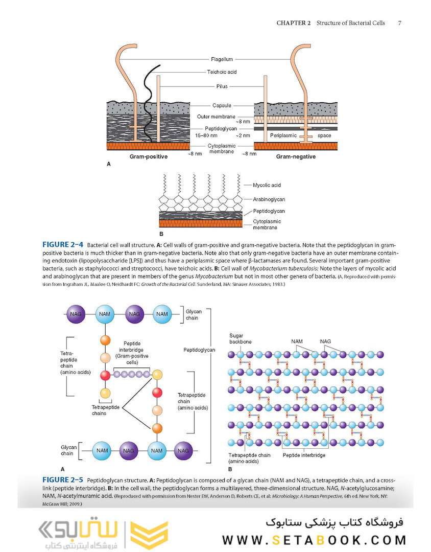 Review of Medical Microbiology and Immunology, Seventeenth Edition 17th Edicion