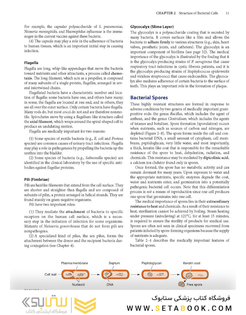 Review of Medical Microbiology and Immunology, Seventeenth Edition 17th Edicion