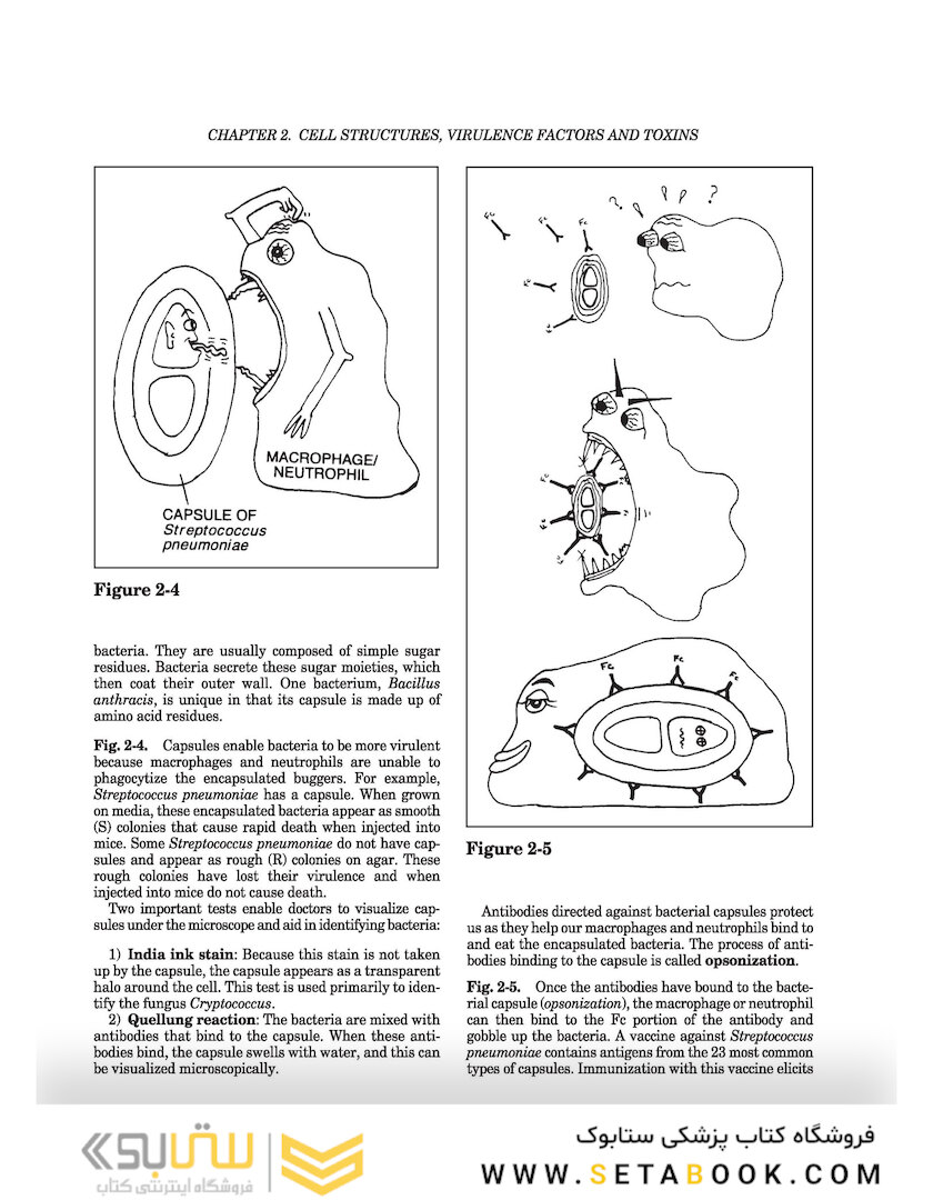 Clinical Microbiology Made Ridiculously Simple 8th Edicion