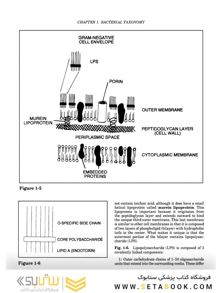 Clinical Microbiology Made Ridiculously Simple 6th Edition
