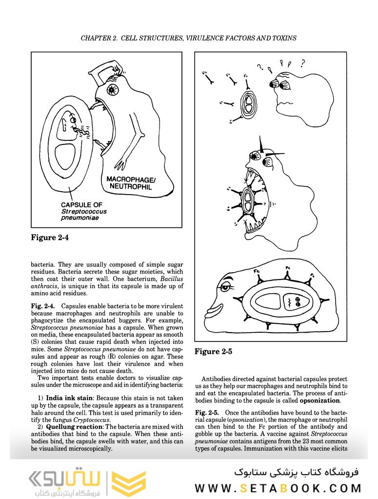 Clinical Microbiology Made Ridiculously Simple 6th Edition