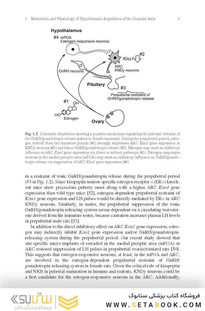 Puberty: Physiology and Abnormalities 1st ed. 2016 Edition