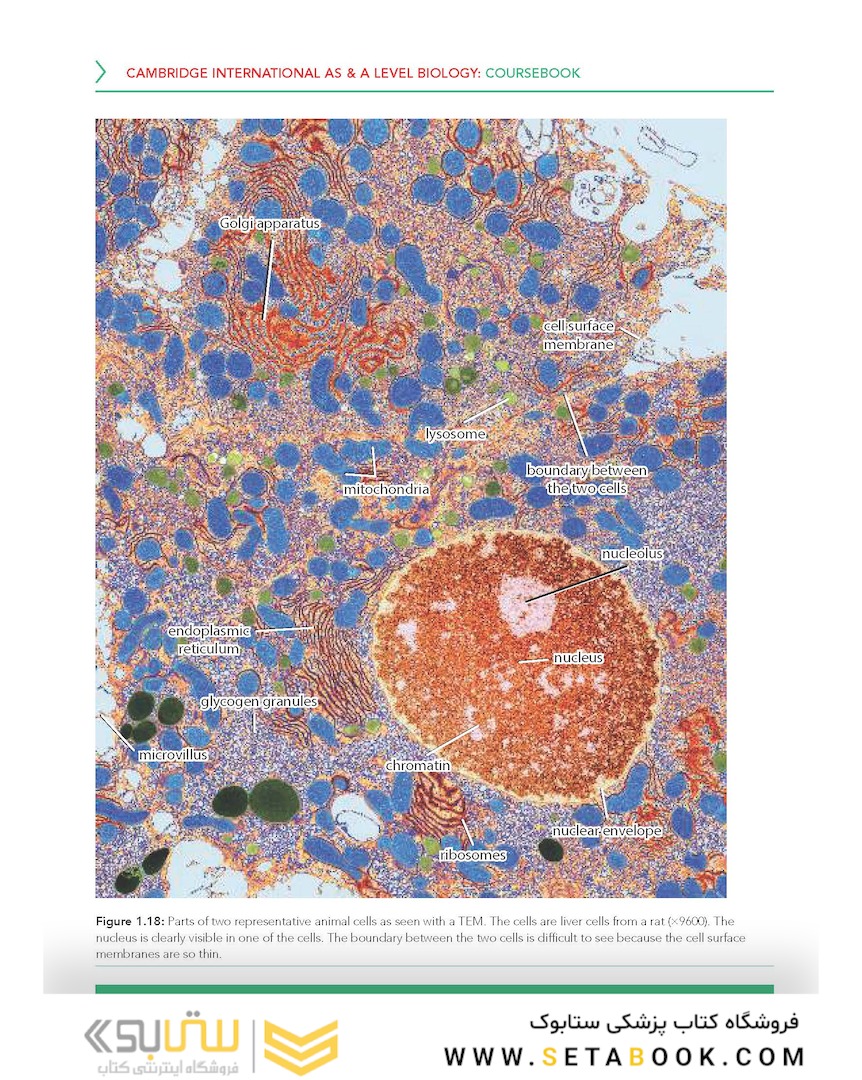 Cambridge International AS - A Level Biology Coursebook with Digital Access (2 Years) 5ed