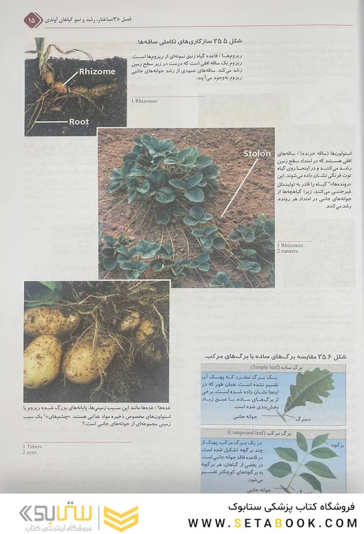 بیولوژی کمپبل 2021 ساختار و عمل گیاهان جلد 5