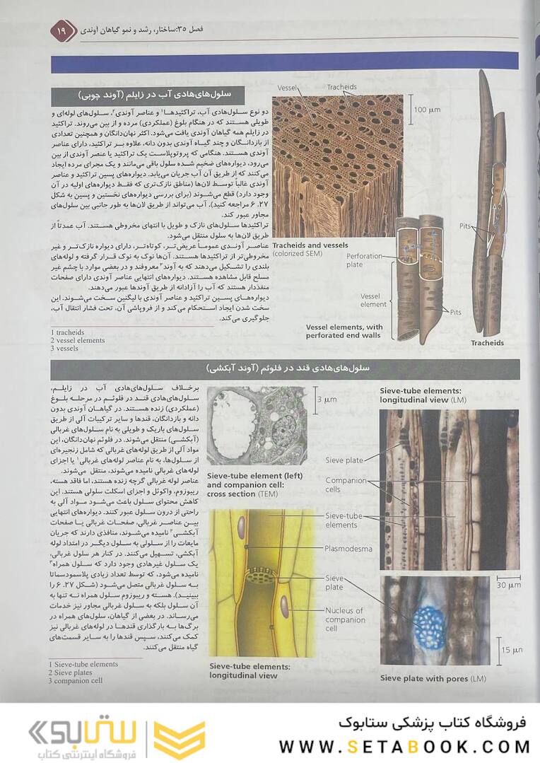 بیولوژی کمپبل 2021 ساختار و عمل گیاهان جلد 5