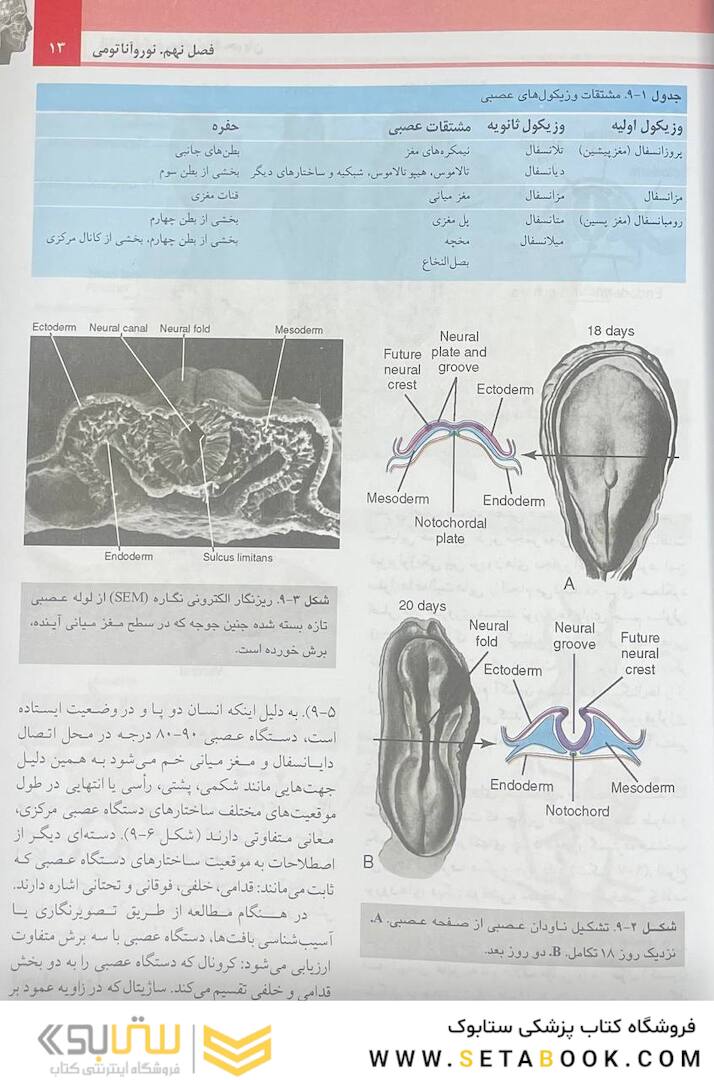آناتومی گری نوروآناتومی برای دانشجویان جلد 4 2020