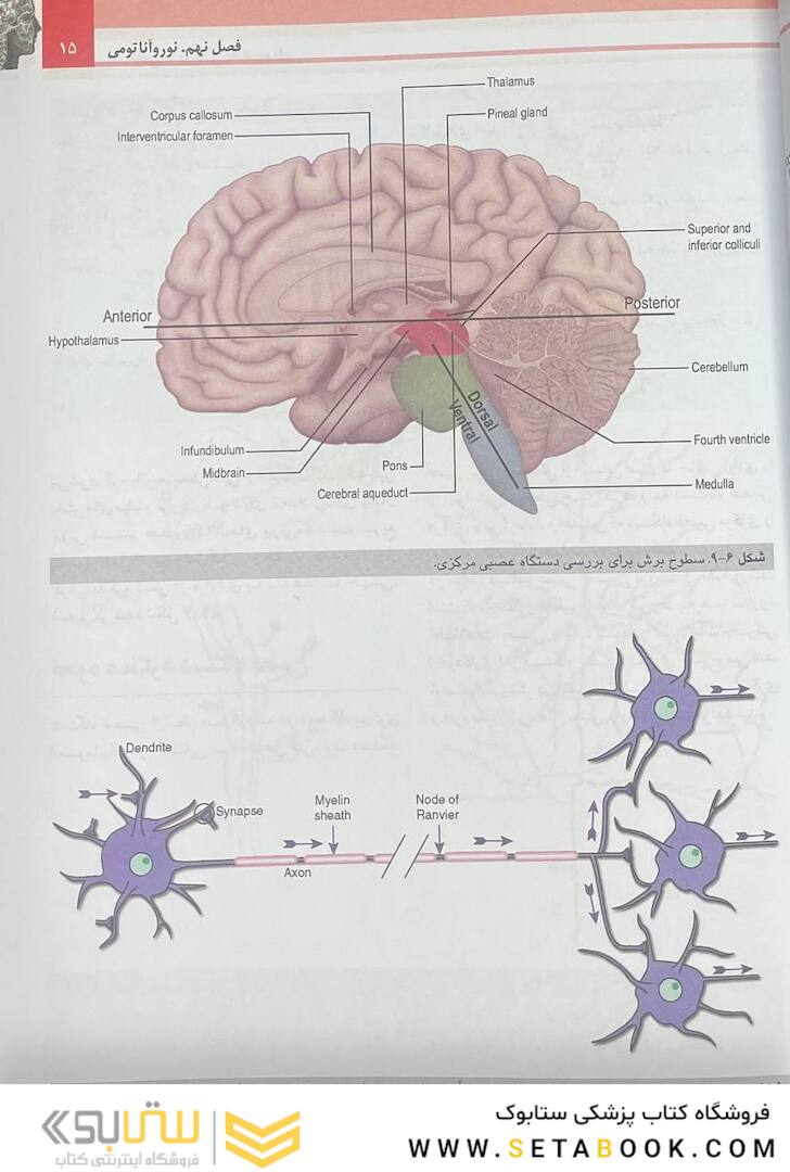 آناتومی گری نوروآناتومی برای دانشجویان جلد 4 2020