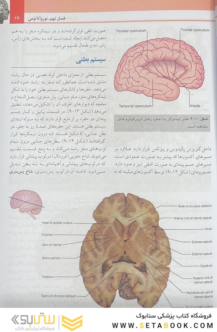 آناتومی گری نوروآناتومی برای دانشجویان جلد 4 2020
