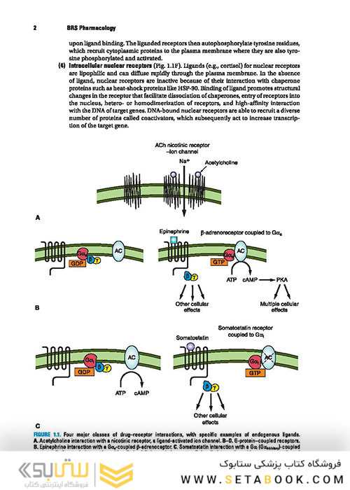 BRS Pharmacology 7th Edition
