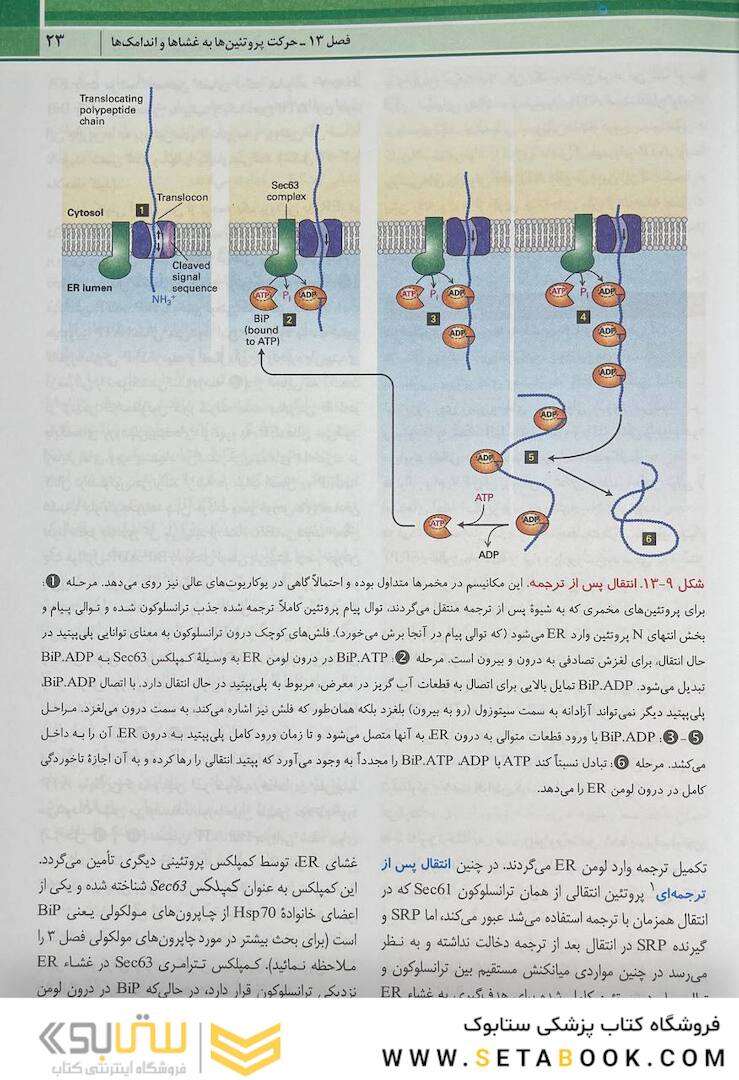 زیست شناسی سلولی مولکولی لودیش 2021 جلد 2