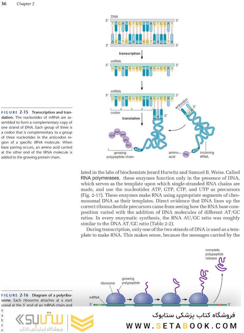 Molecular Biology of the Gene, 7th Edition 2014