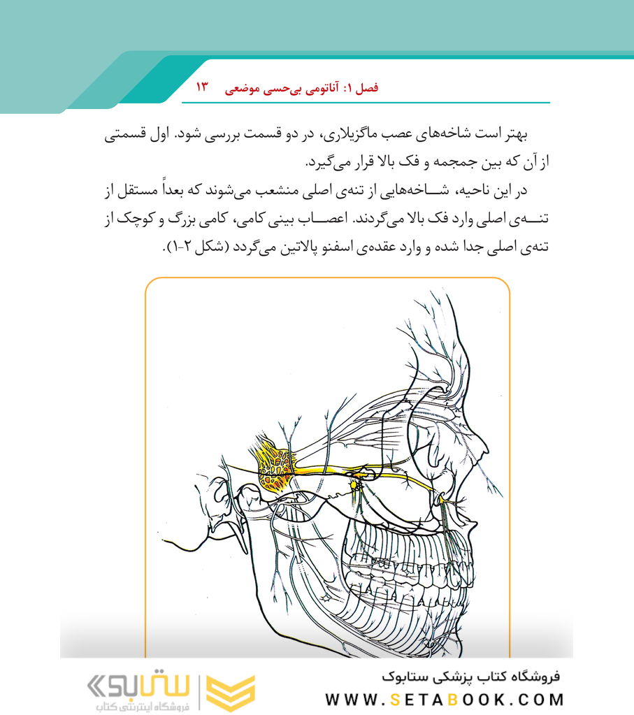گام به گام با بی حسی موضعی در دندانپزشکی