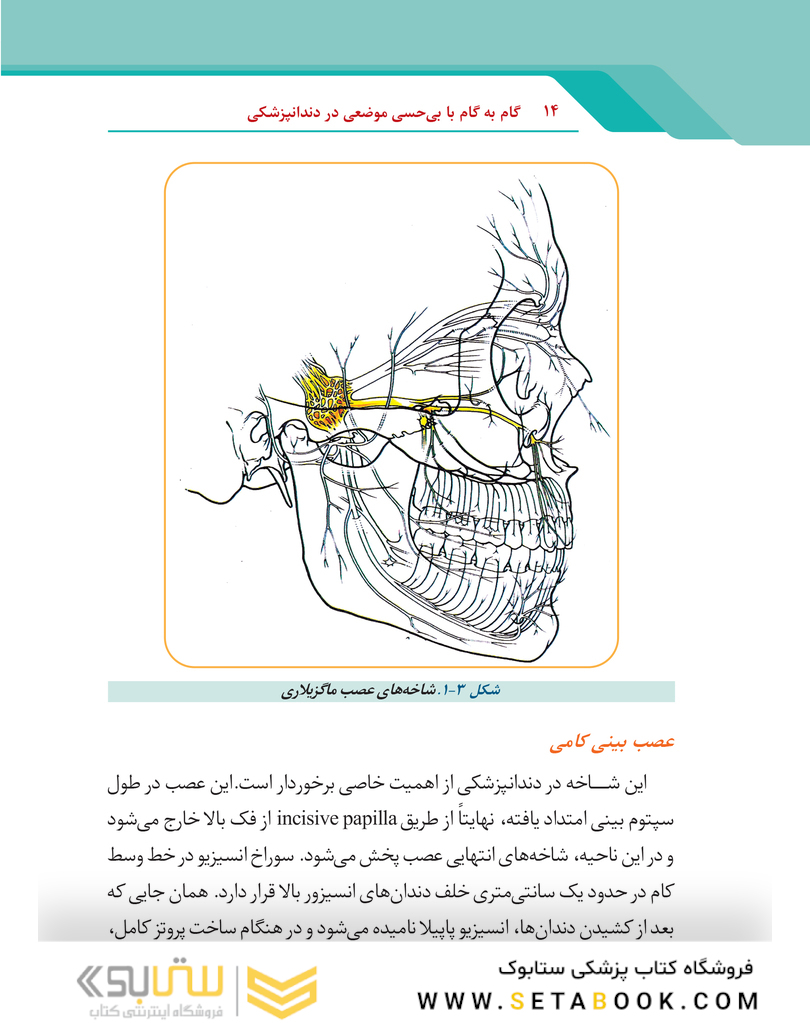 گام به گام با بی حسی موضعی در دندانپزشکی