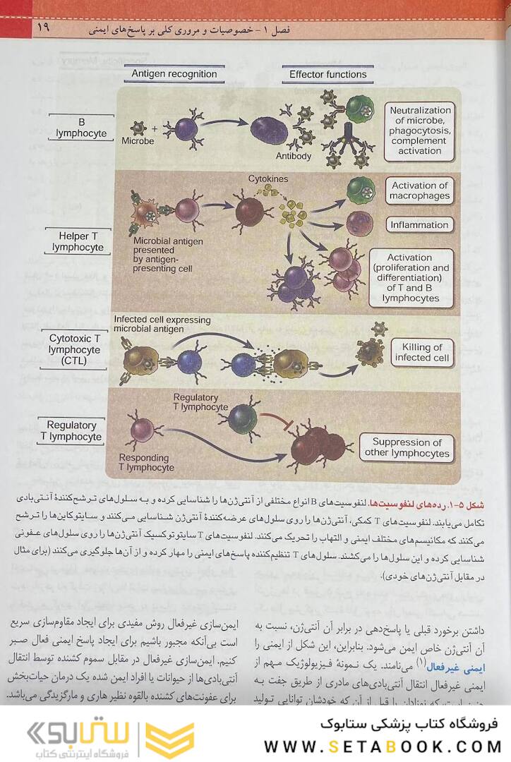 QR مرجع سریع ایمونولوژی سلولی و مولکولی ابوالعباس 2022