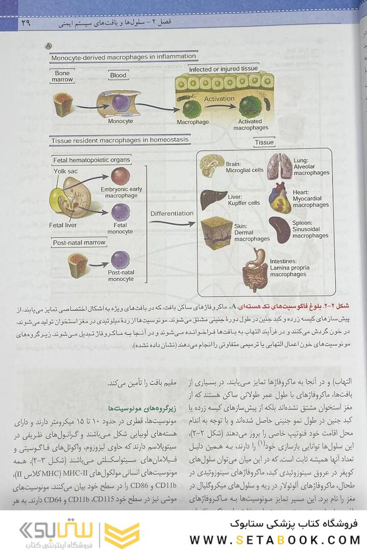 QR مرجع سریع ایمونولوژی سلولی و مولکولی ابوالعباس 2022