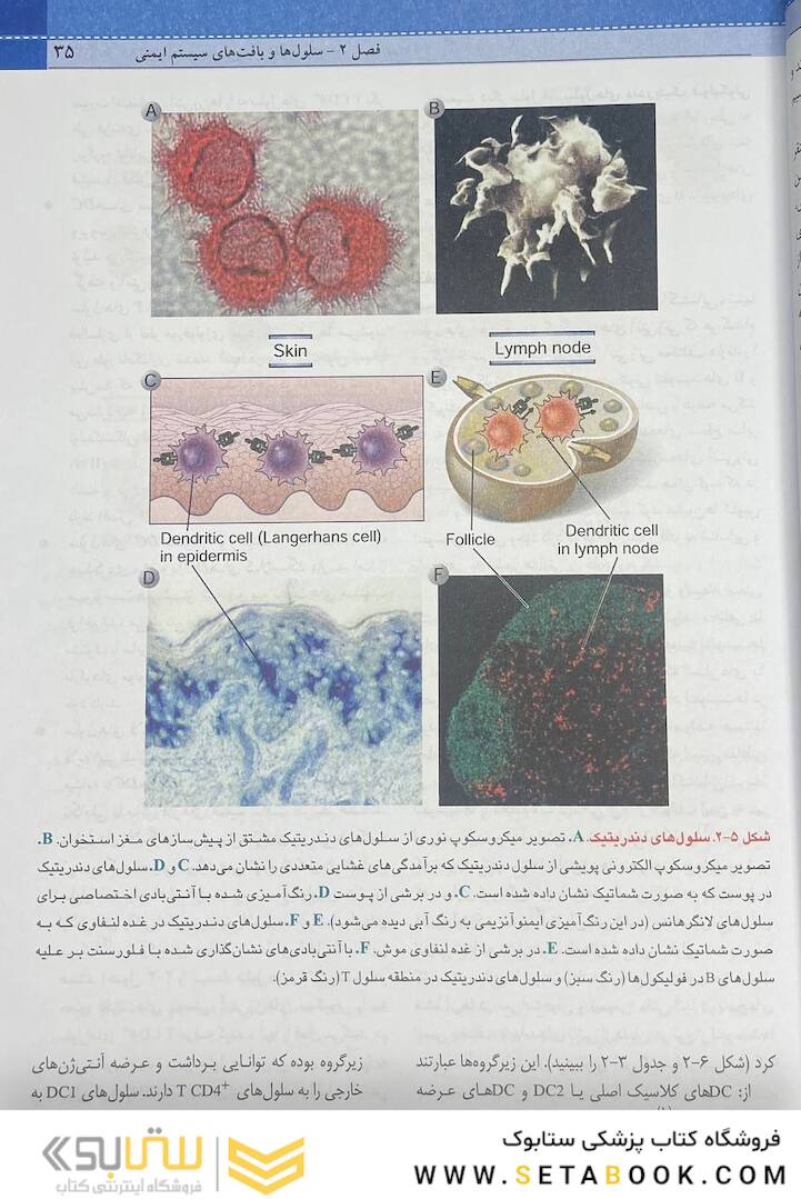 QR مرجع سریع ایمونولوژی سلولی و مولکولی ابوالعباس 2022