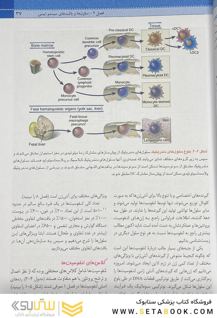QR مرجع سریع ایمونولوژی سلولی و مولکولی ابوالعباس 2022